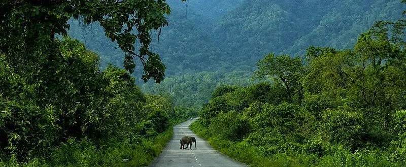 Biodiversity Intelligence