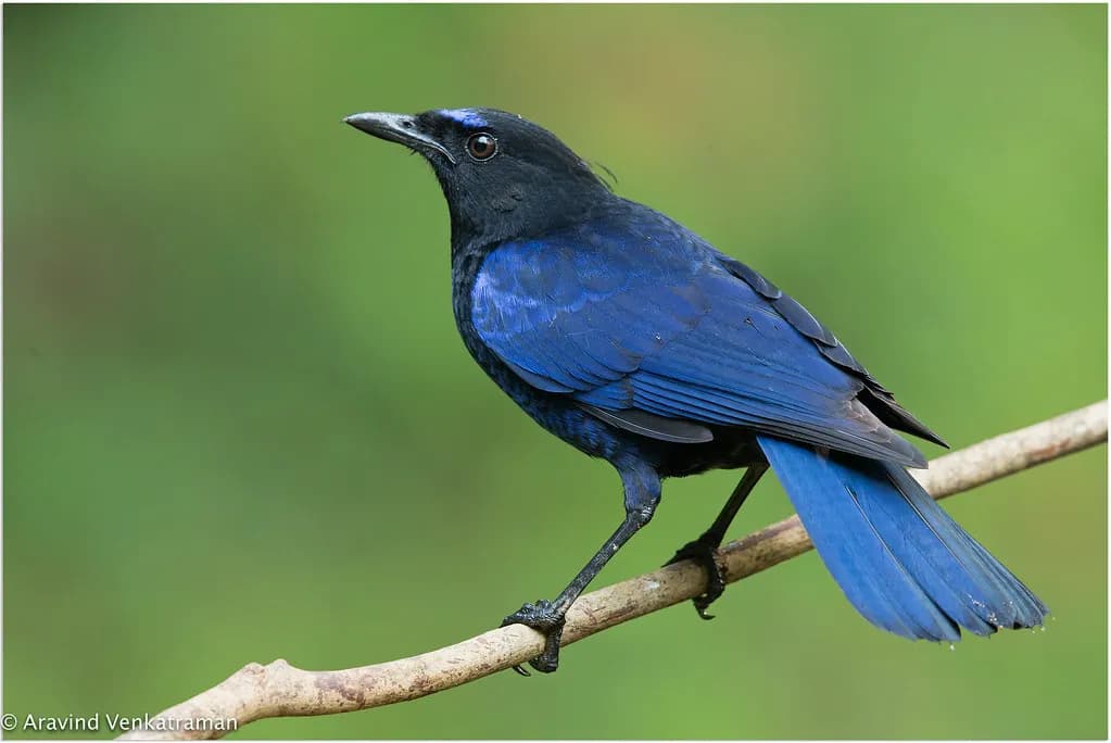 Malabar Whistling Thrush