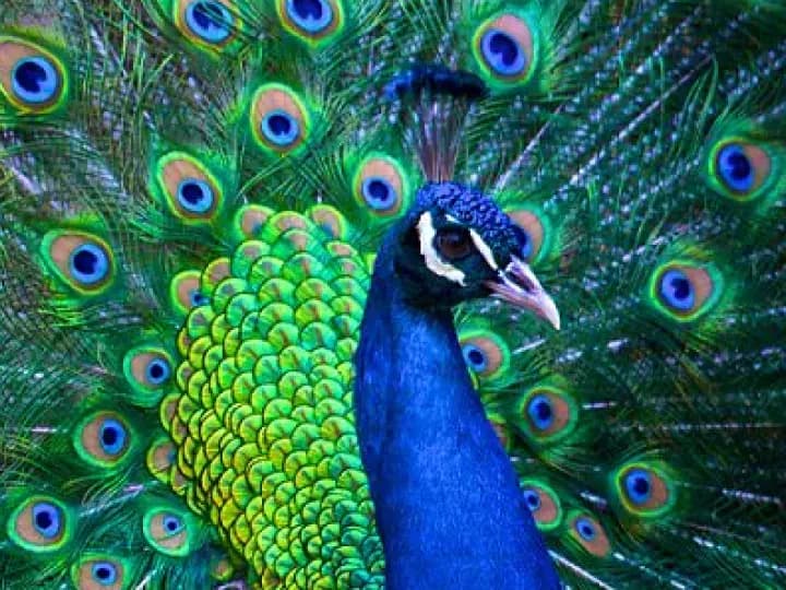 Indian Peafowl