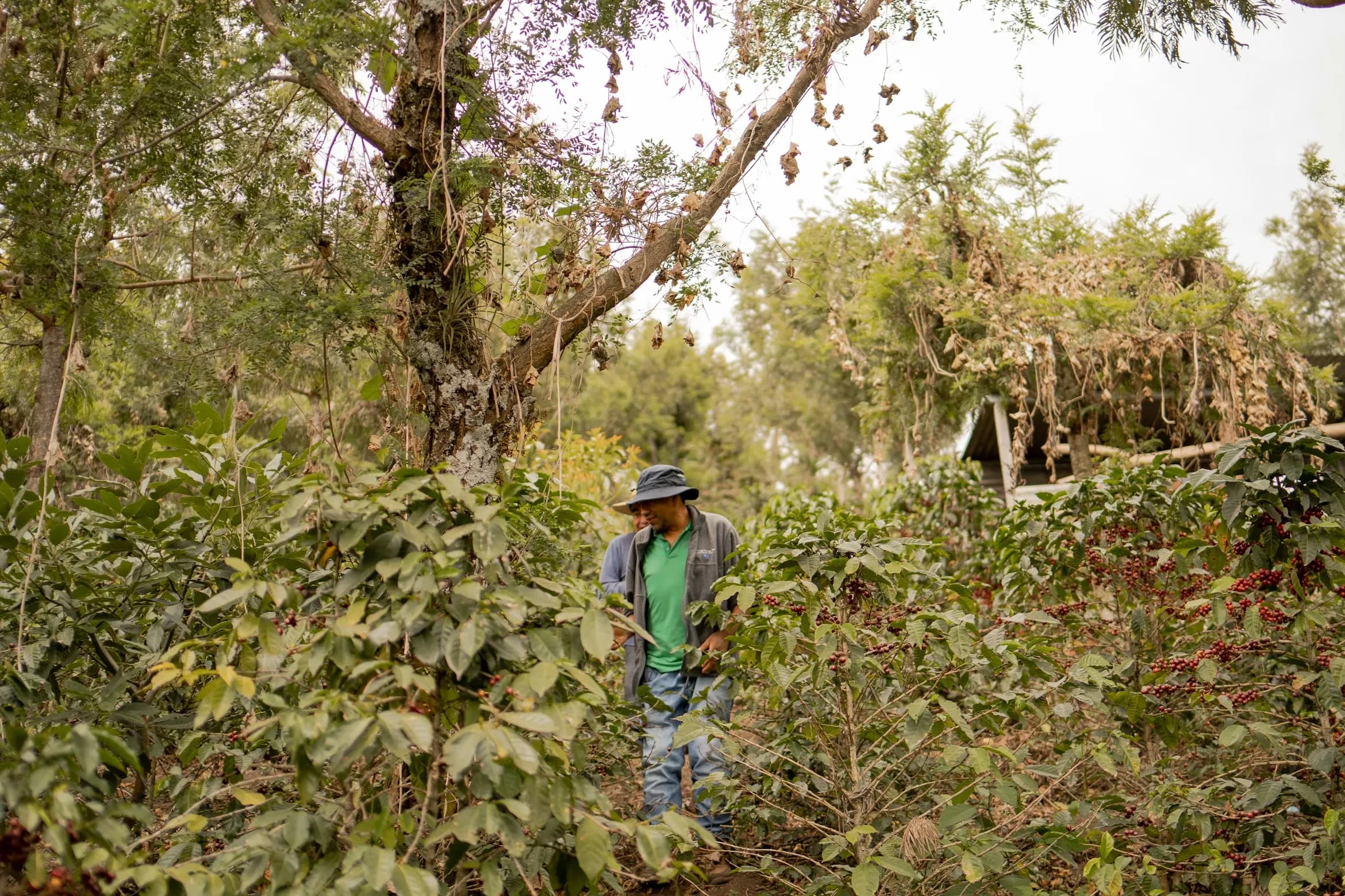 Agriculture and Supply Chain