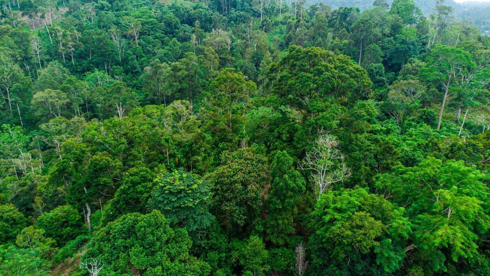 Measuring Carbon Sequestration Using Remote Sensing and Field Data
