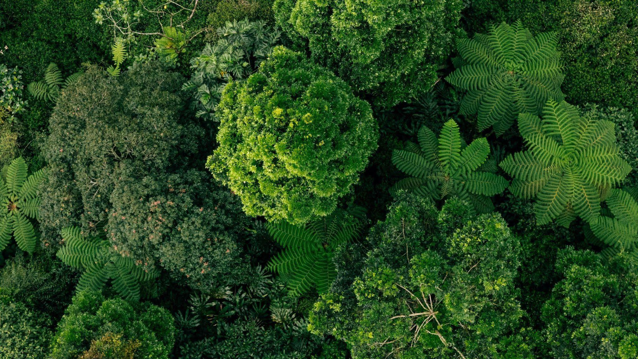 Preventing Greenwashing in Carbon Credits Through Strong MRV Systems