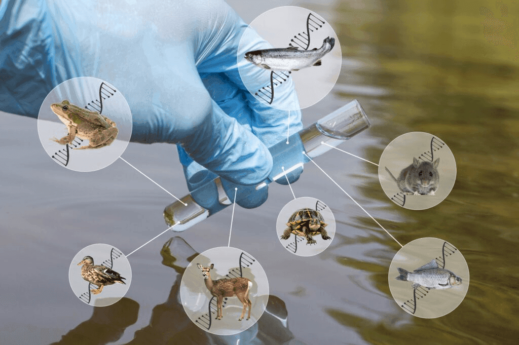 eDNA Explained: Detecting the Ecology Invisible to the Eyes
