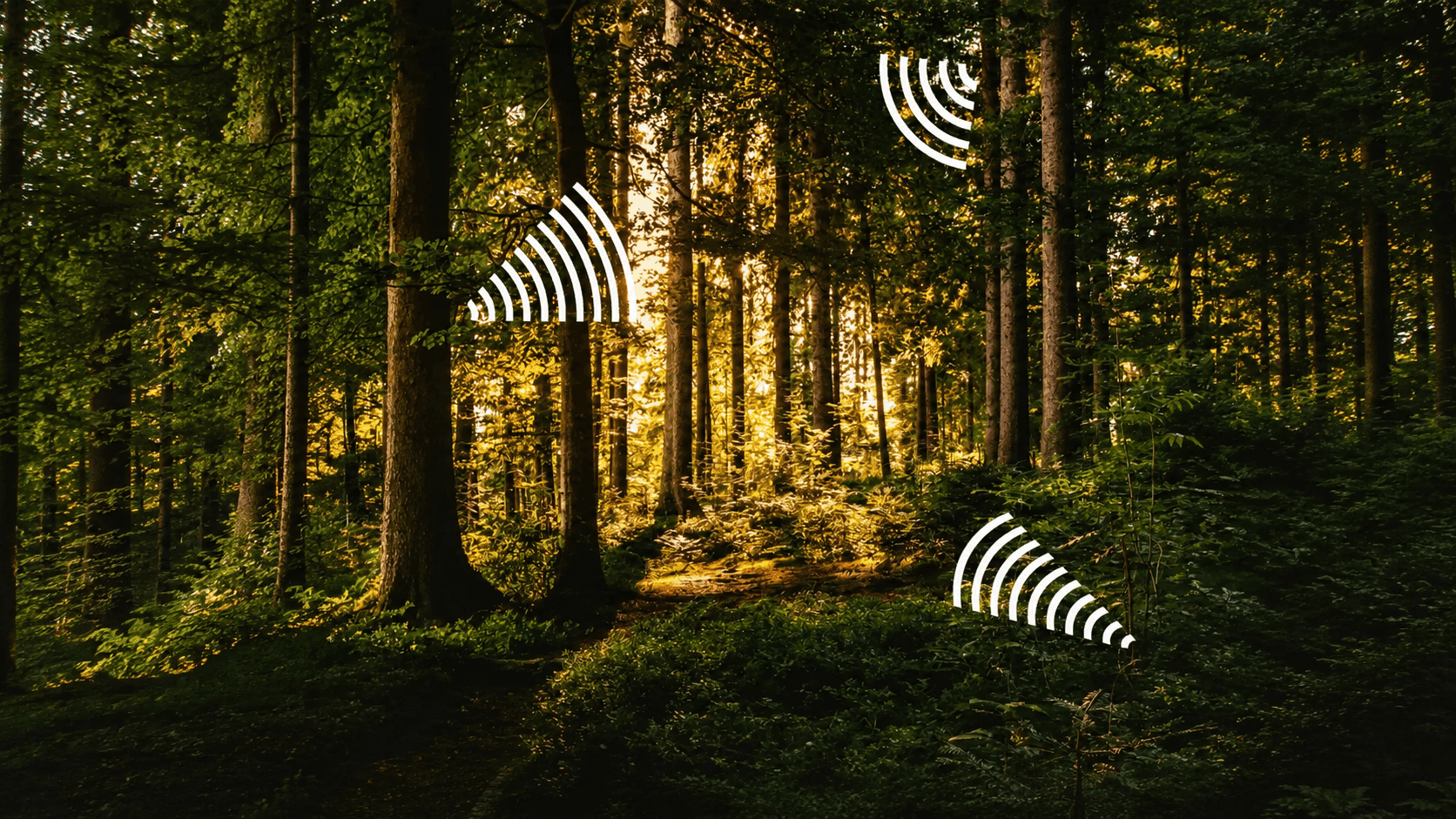 How Bioacoustics Enhances Wildlife and Biodiversity Monitoring
