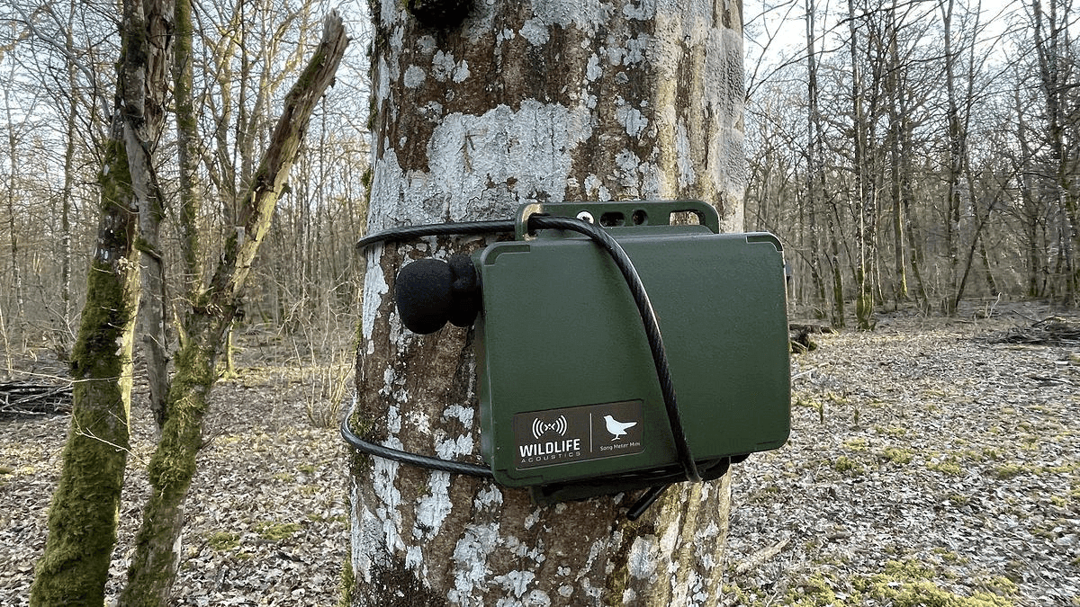 Modern Wildlife Monitoring: Combining Sensors, AI, and Field Data