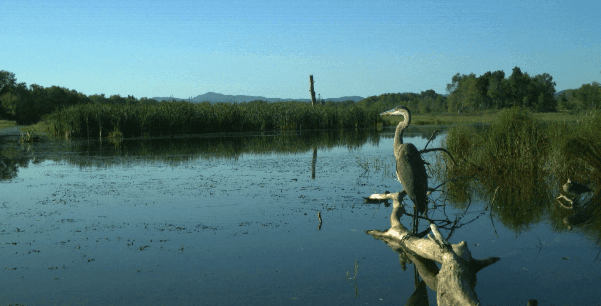 Biodiversity Credits Explained: Measurement, Verification, and Integrity