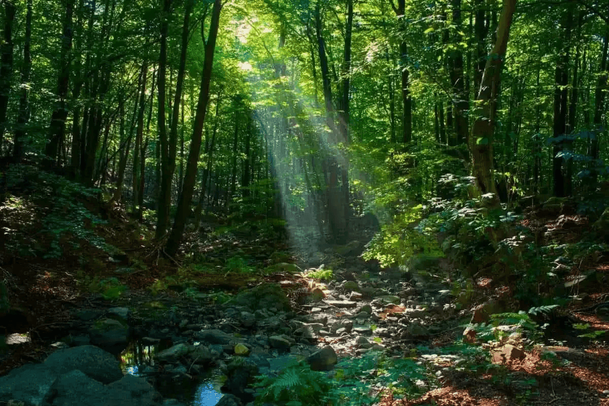 Image_3.png