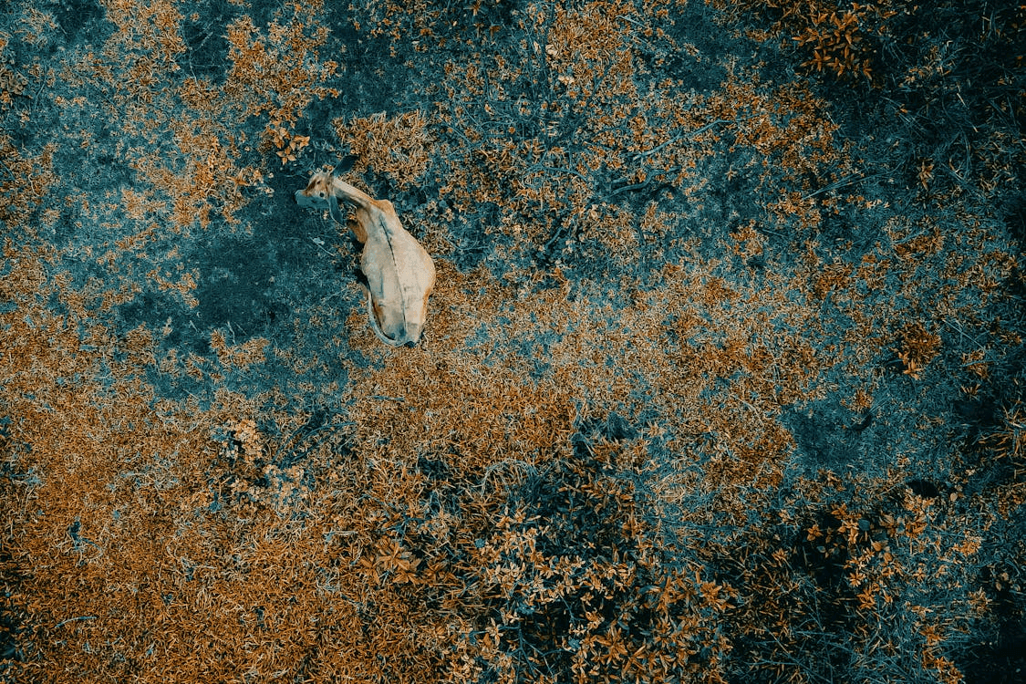 Image_2.png